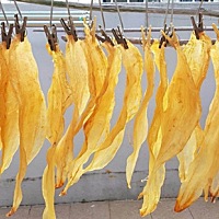 大自然纯野生 自然凉晒双芽鳖鱼胶5年以上老胶 每条250克以上，价格大小不一