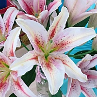 🌸🌸✅☼ Good morning 生活，从不会因为你是姑娘，就对你怜香惜玉。 所以，努力啊，姑娘！🌻