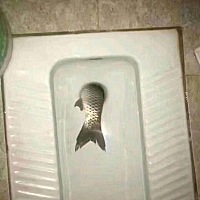 你们说、这条鱼，捡还是不捡？还要不要了？ 😂😂😂😂欢迎评论