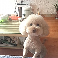 无论发生什么，我都不会扔下我的狗，它也是我家里的成员，我是我的宝贝。在国外，都是一怀孕，马上养个...