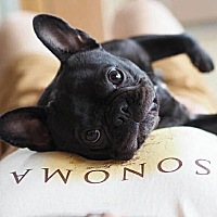 备孕中.可是有个四个月的狗！有感情了不想送人.还怕有影响！