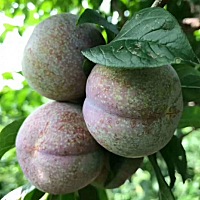 给大家分享个好东西，好吃到爆