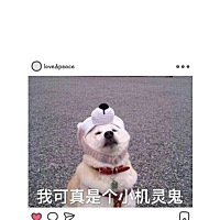 本人想要一个2019年阴历四月分的猪宝宝，今年应该几月份怀孕呢？大家帮忙告诉我谢谢