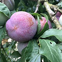 在乡下其实也挺好的(o^^o) 有新鲜的好吃的(*^^*)