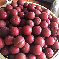 谁知道这个是李吗？怀孕可以吃吗？