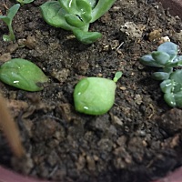 最近遇到一些不知道怎么处理的事，希望这上面的宝妈能帮忙解答一下，发现自己有百分之九十九的可能怀二...