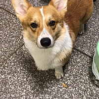 亲戚朋友都劝我把狗送了，但是我一直不同意，现在怀孕5个月了，也没有过分亲人狗狗，放狗喂狗也都是妈妈...