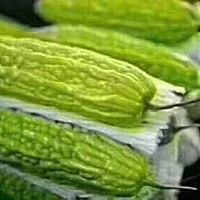 【乳房保健小常识】 夏天来了，苦瓜上市，为了我们的乳房健康，女性朋友们有必要吃点“苦”，乳房最爱的...