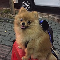 这几天就像做梦一样 多了一个小生命 当我还沉浸在这种喜悦中的时候 突然告诉我妞妞丢了 没亲眼见到 始终...