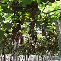 大家白带不正常都是用什么的，有没有人用过私魅植物抗菌凝胶，朋友说这个用了好，可是我每次用凝胶当时...