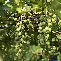 哎，5月30日末次月经，5月11号排卵，已经很尽力了。现在测还是白板。备孕三个月，心累