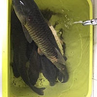 忙里偷闲，干净水域放两杆 ！