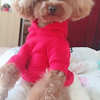 家里养了泰迪狗狗小型的，养了三年，今年结婚了想生宝宝了，去医院检查医生说想要怀孕就不能在养了...
