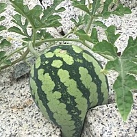 食物也在努力改变，这样的西瓜也不知道能不能吃