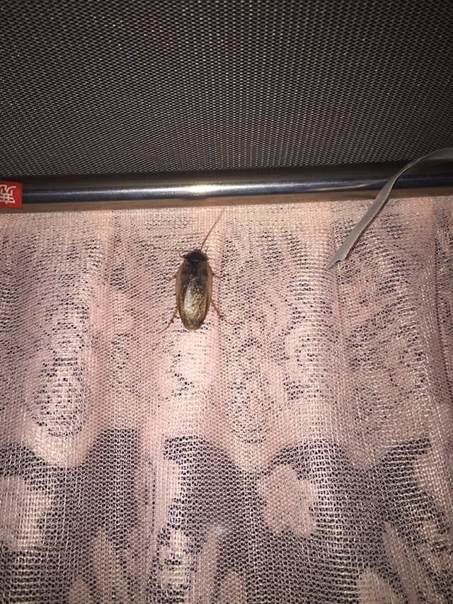 现在见虫子感觉甚得慌