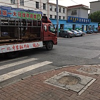 大老虎
