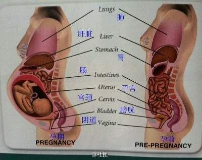 内脏图，不算恐怖。真实的孕育