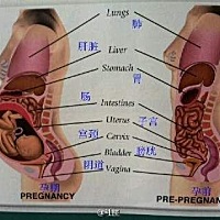 怀孕为什么各种不舒服，看图吧，别说体重，脸型，皮肤就是内脏或者骨头。也搞不懂女人那个小子宫怎么那...
