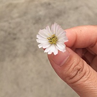 都说怀孕前要吃三个月的叶酸，如果吃1个月或2个月叶酸，要宝宝中不，求解答