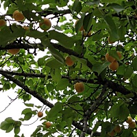 白天吃绿葡萄吃多了，晚上反酸睡不着。宝宝也老动。是不是绿葡萄不能吃。目前各种不舒服