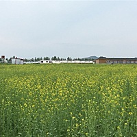 天气真的很好啊 油菜花 天很蓝