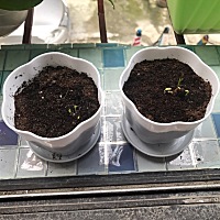 现在特别喜欢养花。不知道怀孕后还能不能继续养花？