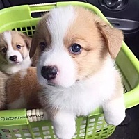 我想问下，有没有宝妈知道，三级筛查和四维彩超是一样的吗？可以吃饭吗？如果宝宝不配合，可以吃一点甜...