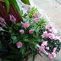 7月31号来月经，这几天老想吃酸的，是不是有了。