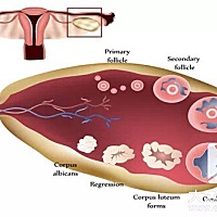 女性排卵期症状。                                                                1、体温稍高 女性...
