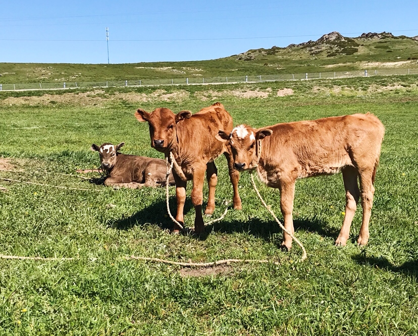 在草原上拍到的3头牛