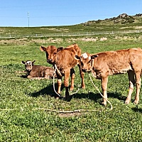 6月去了新疆，大家和我一起感受下新疆的美景吧，无奈路途遥远，是我第二次应该不想再去的一个地方了吧，...