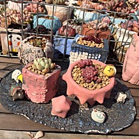 接上一个帖子，晒晒我的多肉有状态的时候