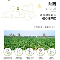 最适合宝妈吃的时令水果，陕西大荔，神果冬枣。