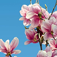 婚后女人必修课：婆媳怎样相处最好？ 婆婆和媳妇之间似乎永远都存在问题，因此婆媳相处就变成了每个女人...