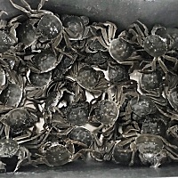 我公公知道我我最爱吃🦀️螃蟹，经常给我买，每次都买好多，让我吃到吃撑。这次买的全是母的，个个有...