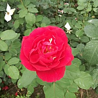 白天时出去岁手拍