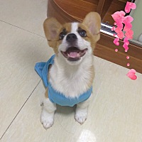 各位美孕妈，上次月经8/28---9/2，排卵期是10号左右，有积极造人，按正常这个月26号左右大姨妈，这两天...