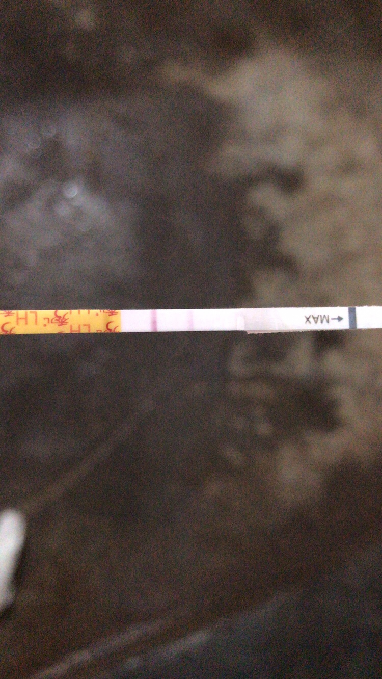 这是今天的排卵图