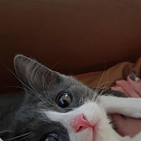 我家宝宝有五天没拉大便了 这可咋整