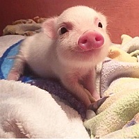 备孕期间可以去做双眼皮吗？