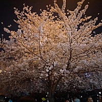 大姨妈迟到12天，期待受孕成功🙏🙏