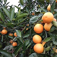 血橙🍊终于快要熟了哇，哈哈今年比去年还要多👍