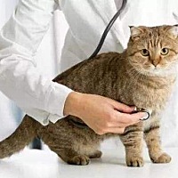 孕期真的要将宠物送人吗？ 现今，生活压力大。越来越多的人都爱在家中养宠物。对于孕妈而言，孕妈对...