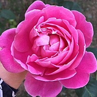 0715例假；0815例假；0918例假；1031例假了😅，还以为能等出好消息呢，结果又是空欢喜一场😂………...