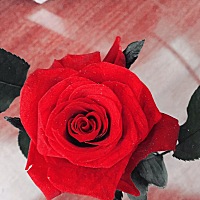 为了更好的照顾女票，这个app男孩子可以用嘛（我就是）