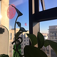 雾霾+阴天连续好几天了，今天终于出太阳了，还有点小风，真好😊