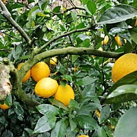 下雨天还得采脐橙