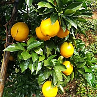 下雨还得上果园采果