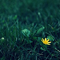 姨妈来了以后第几天减肥效果最好，第几天丰胸效果最好着？忘了！有哪位亲亲知道么？