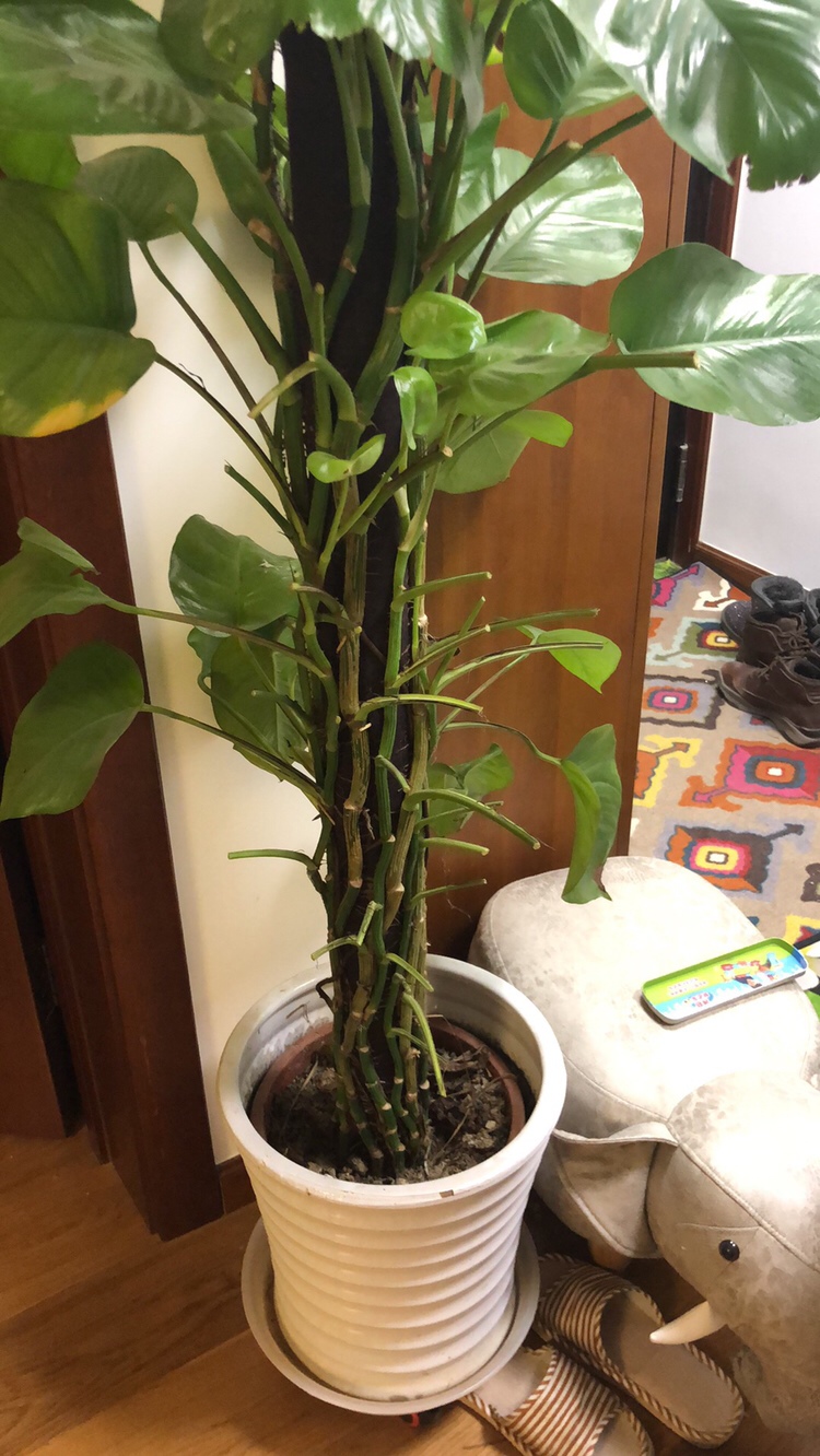 绿萝树变成了绿萝杆